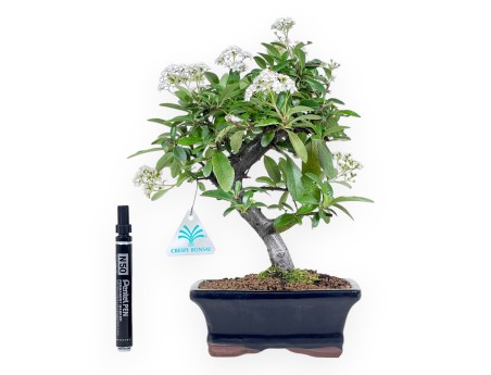Bonsai di Pyracantha da 31 cm | Vaso rettangolare blu
