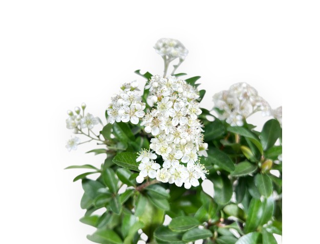 Bonsai di Pyracantha da 31 cm | Vaso rettangolare blu 2