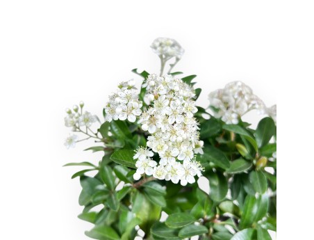 Bonsai di Pyracantha da 31 cm | Vaso rettangolare blu