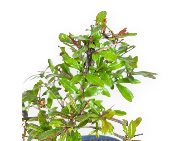 Bonsaï de grenadier de 29 cm | Pot ovale bleu 2