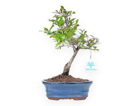 Bonsái de granado de 29 cm | Maceta oval azul