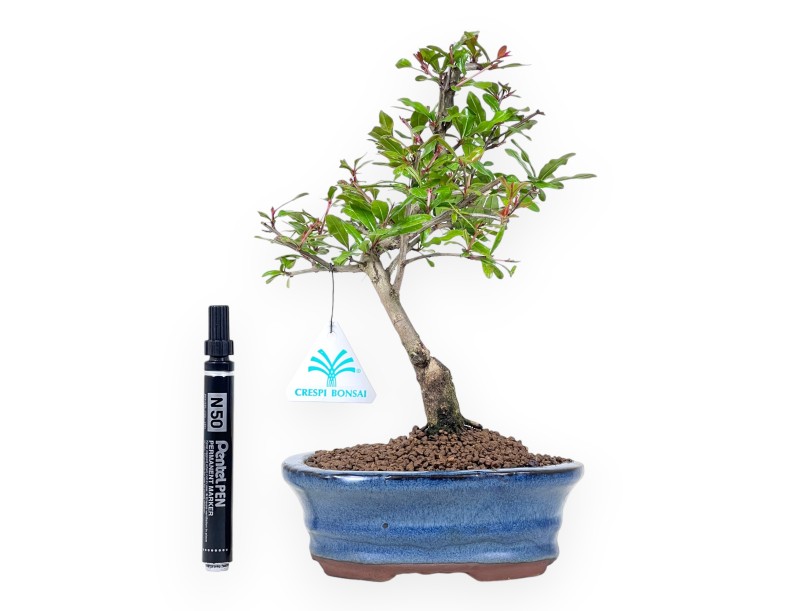 Bonsai of pomegranate of 29 cm | Oval blue pot