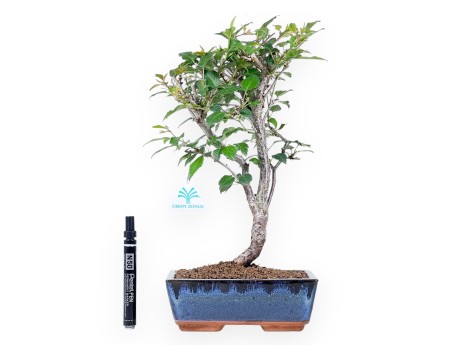 Bonsai van Prunus van 37 cm | Blauw rechthoekige pot