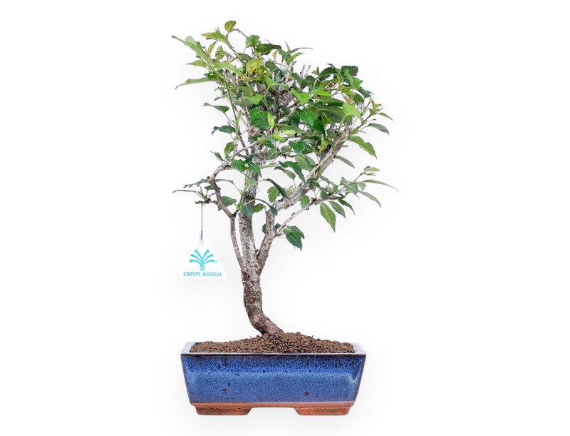 Bonsai van Prunus van 37 cm | Blauw rechthoekige pot