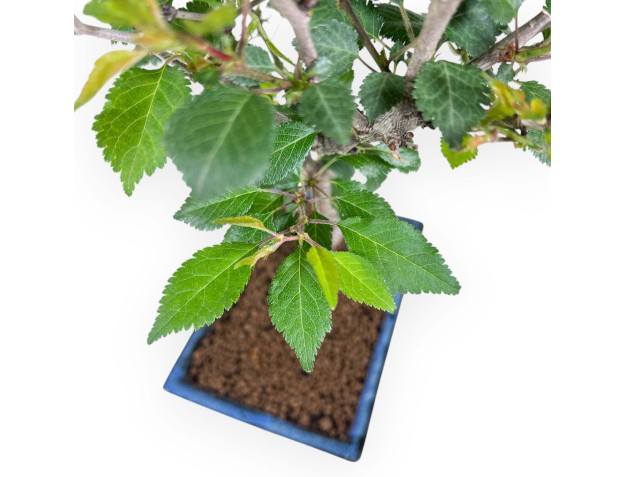 Bonsai van Prunus van 37 cm | Blauw rechthoekige pot 2