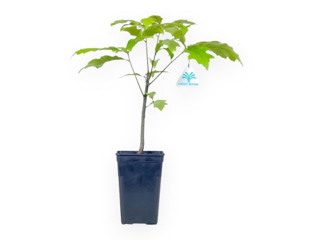 Arbeitspflanze von Quercus von 39 cm | Kunststoff Topf