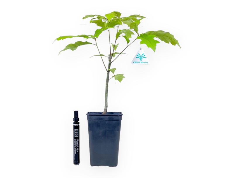 Planta para trabajar de Quercus de 39 cm | Maceta de plástico