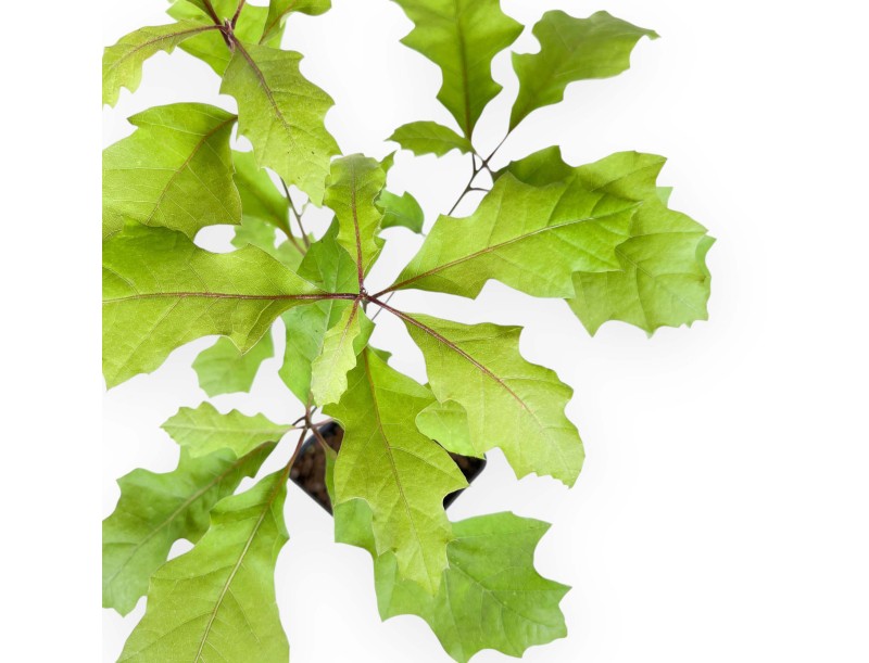 Arbeitspflanze von Quercus von 39 cm | Kunststoff Topf