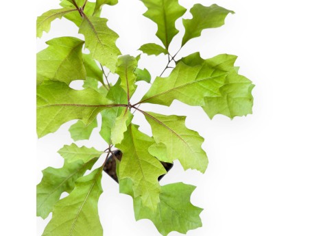 Arbeitspflanze von Quercus von 39 cm | Kunststoff Topf
