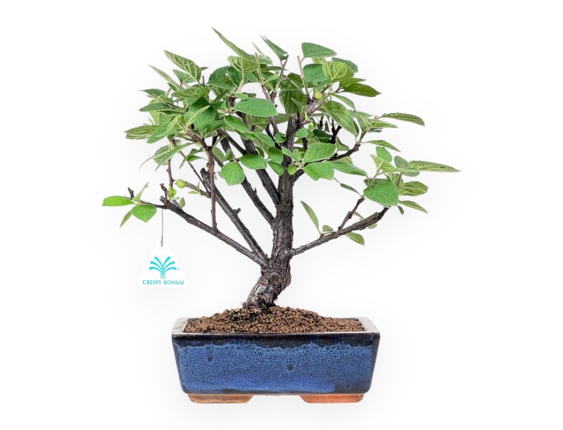 Bonsái de cerezo de Nankín de 33 cm| Maceta rectangular azul