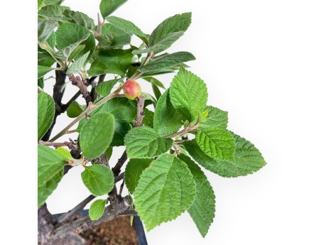 Bonsai of Nanking cherry of 33 cm | Blue rectangular pot