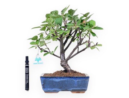 Bonsai of Nanking cherry of 33 cm | Blue rectangular pot