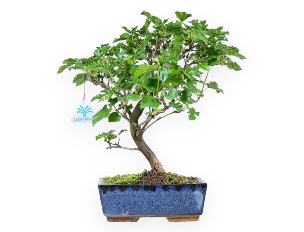 Morus bonsai 35 cm | Rechthoekige blauw pot