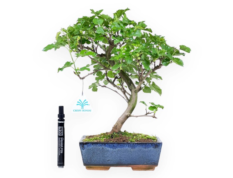 Bonsai di Morus da 35 cm | Vaso rettangolare blu