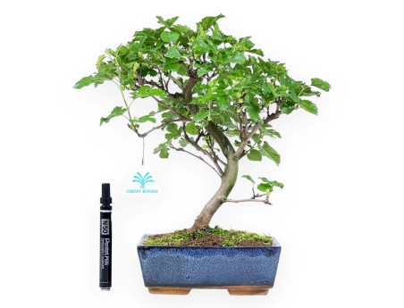 Morus bonsai 35 cm | Rechthoekige blauw pot