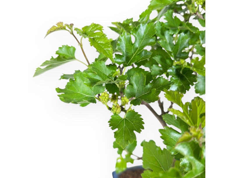 Morus bonsai 35 cm | Maceta rectangular azul