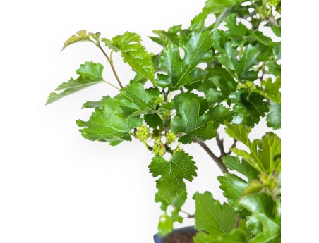 Bonsai of Morus of 35 cm | Rectangular blue pot
