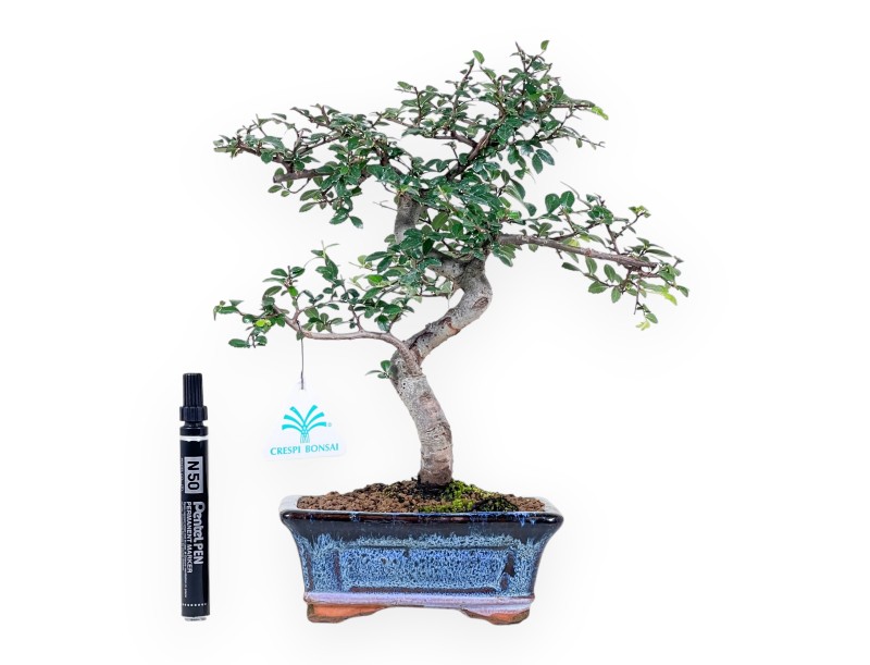 Bonsaï de Zelkova nire de 32 cm | Pot rectangulaire bleu