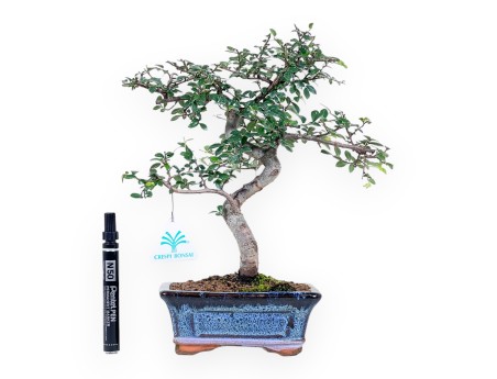 Bonsai of Zelkova nire of 32 cm | Rectangular blue pot