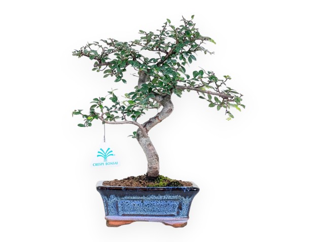 Bonsai of Zelkova nire of 32 cm | Rectangular blue pot