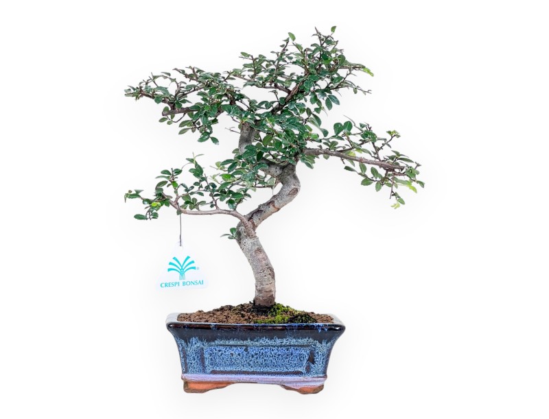 Bonsái de Zelkova nire de 32 cm | Maceta rectangular azul