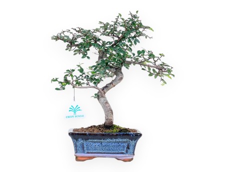 Bonsai of Zelkova nire of 32 cm | Rectangular blue pot