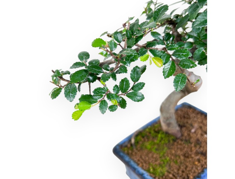 Bonsai van Zelkova nire van 32 cm | Rechthoekig blauw pot