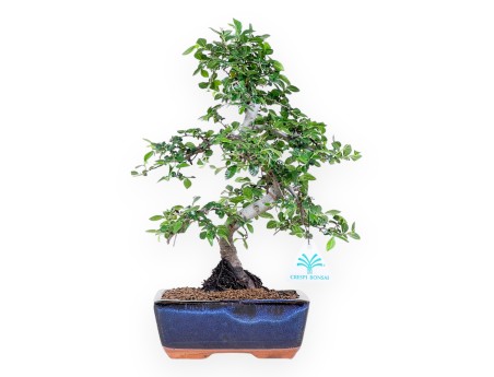 Bonsaï de zelkova nire de 34 cm | Pot rectangulaire bleu