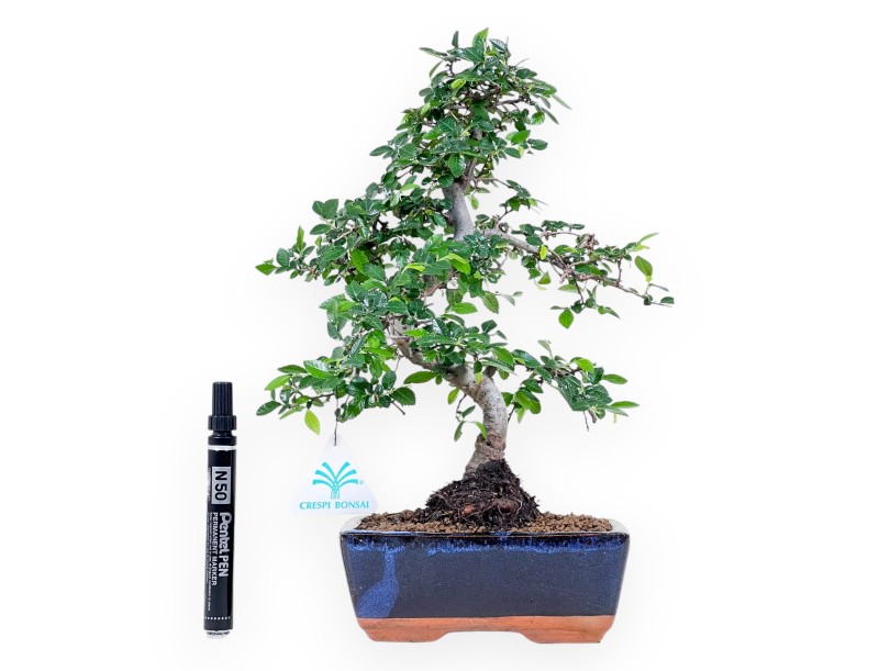 Bonsaï de zelkova nire de 34 cm | Pot rectangulaire bleu