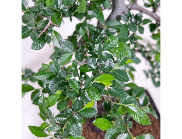 Bonsaï de zelkova nire de 34 cm | Pot rectangulaire bleu 2