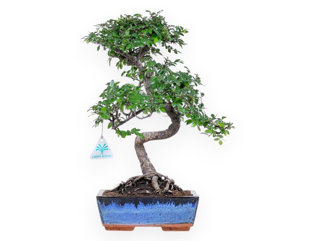 Bonsai of Zelkova nire of 40 cm | Rectangular blue pot