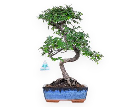 Bonsai of Zelkova nire of 40 cm | Rectangular blue pot