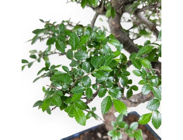 Bonsai of Zelkova nire of 40 cm | Rectangular blue pot 2
