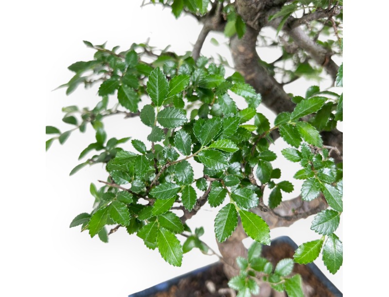 Bonsai von Zelkova nire von 40 cm | Rechteckiger blau Topf