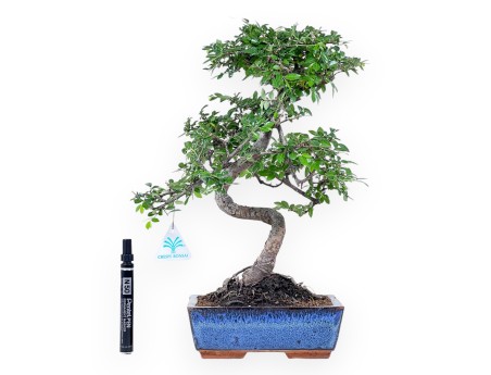 Bonsaï de Zelkova nire de 40 cm | Pot rectangulaire bleu