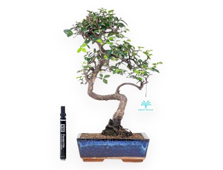 Bonsaï de Zelkova nire de 38 cm | Pot rectangulaire bleu