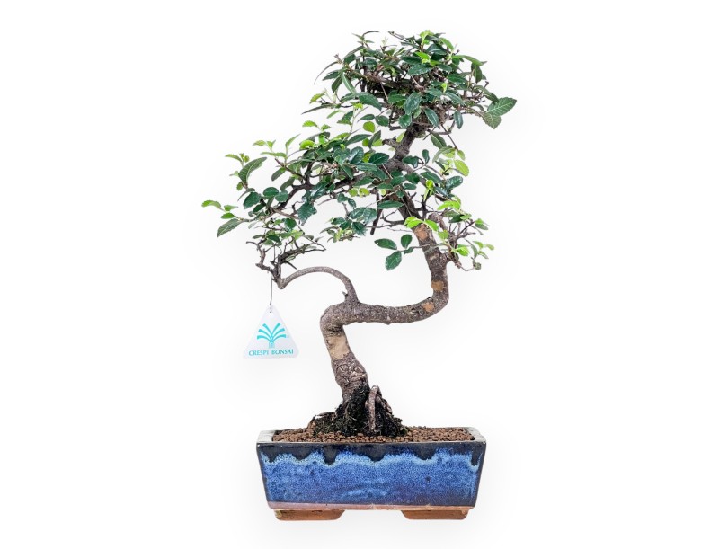 Bonsaï de Zelkova nire de 38 cm | Pot rectangulaire bleu