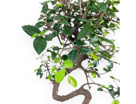 Bonsai of Zelkova nire of 38 cm | Rectangular blue pot