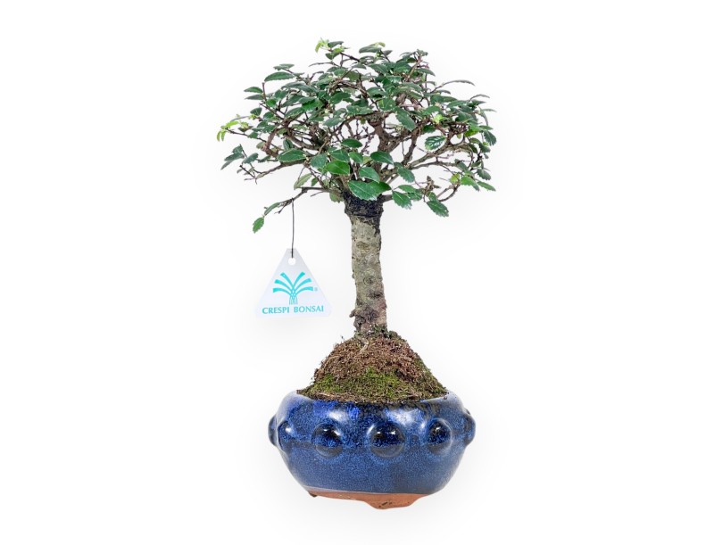 Bonsai von Zelkova nire von 28 cm | Rund blau Topf