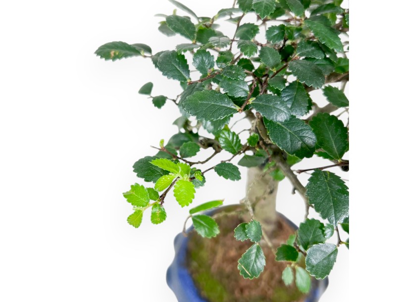 Bonsai von Zelkova nire von 28 cm | Rund blau Topf