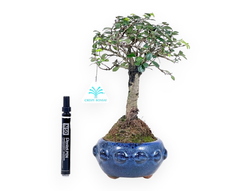 Bonsaï de Zelkova nire de 28 cm | Pot rond bleu