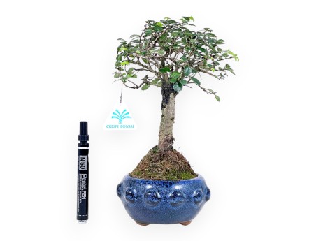 Bonsai of Zelkova nire of 28 cm | Round blue pot