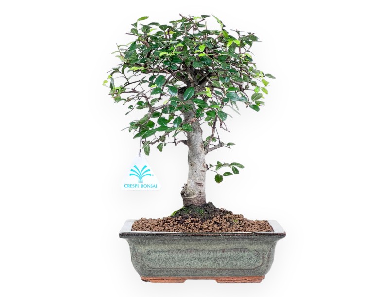 Bonsai von Zelkova nire von 31 cm | Rechteckigen grün Topf