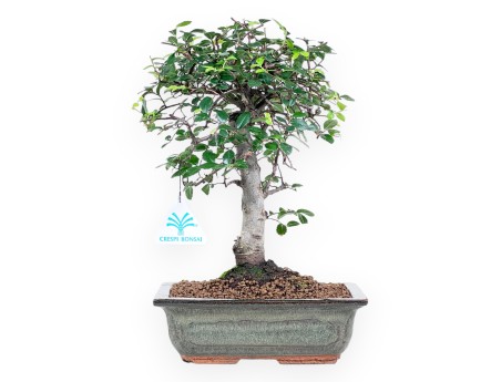 Bonsai of Zelkova nire of 31 cm | Rectangular green pot