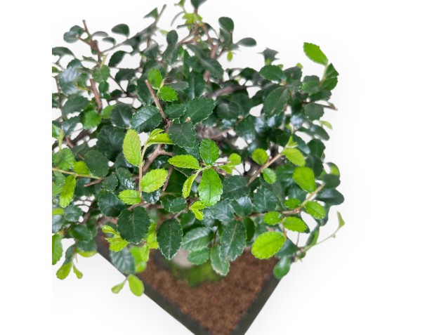 Bonsai van Zelkova nire van 31 cm | Rechthoekig groen pot 2