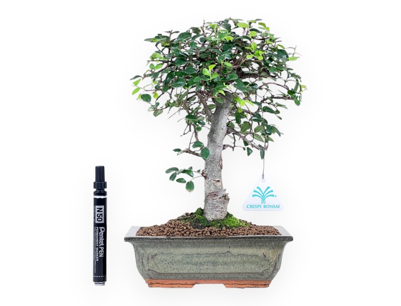 Bonsai von Zelkova nire von 31 cm | Rechteckigen grün Topf