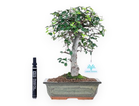 Bonsaï de Zelkova nire de 31 cm | Pot rectangulaire vert