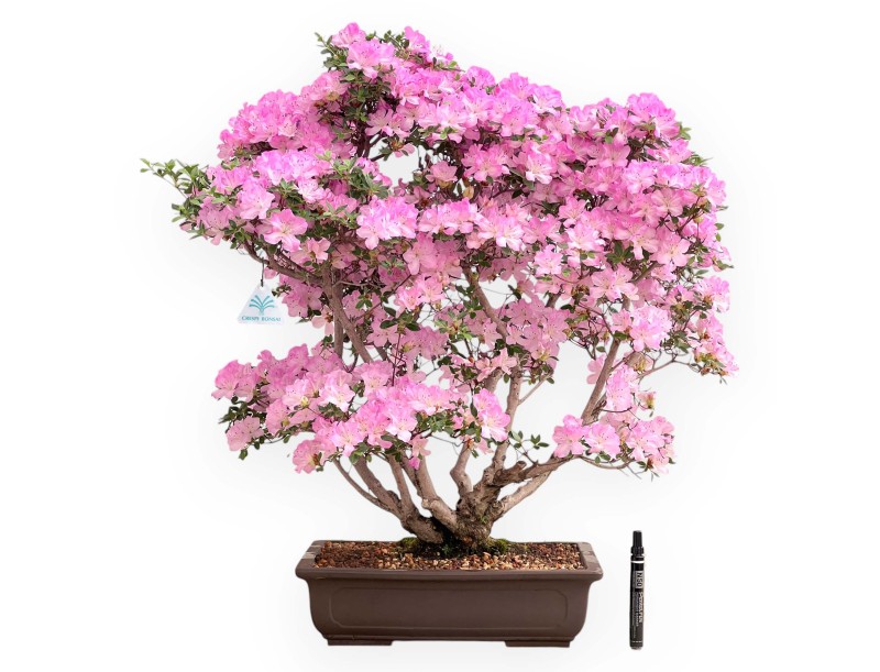 Azalea bonsai 70 cm | Rechthoekige steengoed pot