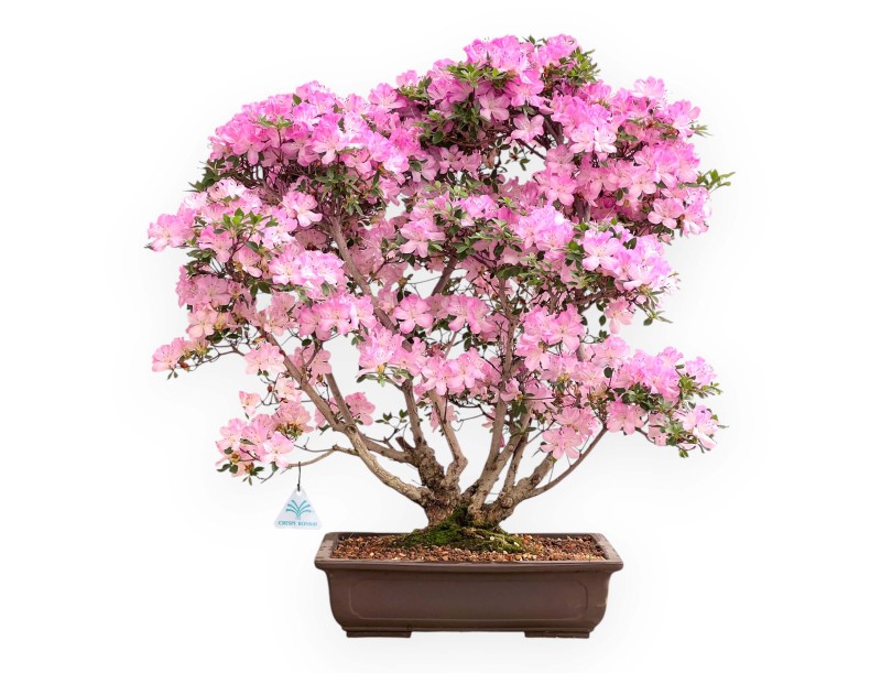 Azalea bonsai 70 cm | Pot rectangulaire en grès