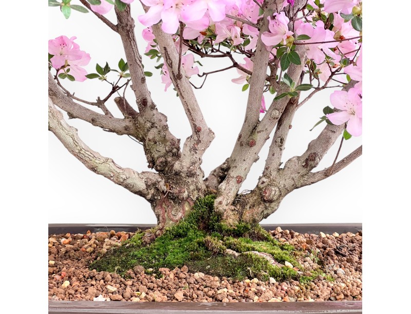 Azalea bonsai 70 cm | Rechthoekige steengoed pot